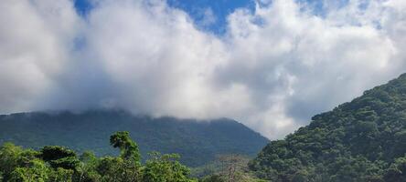 forest shrouded in fog on a mountain in ubatuba, north coast of brazil photo