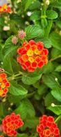 colorful flowers in tropical garden amidst green photo