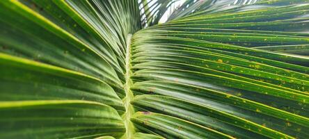 tropical palm trees on a sunny day on the beach on the coast of Brazil amid photo