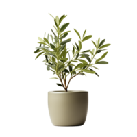 AI generated Olive plant in the pot isolated on a transparent background. png