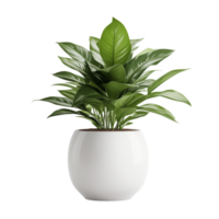 AI generated Plant in the pot isolated on a transparent background. png