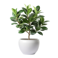 AI generated Ficus tree in the pot isolated on a transparent background. png