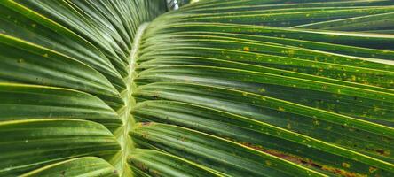 tropical palm trees on a sunny day on the beach on the coast of Brazil amid photo