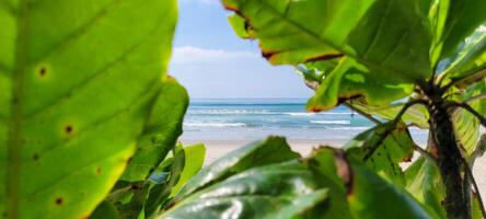 image of beach with white sand and calm sea on sunny day with bathers and surfers on the beach photo