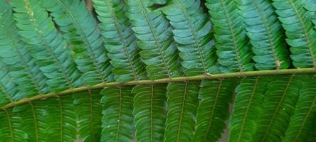 image of tropical banana leaf and other plants amid nature on the beach photo