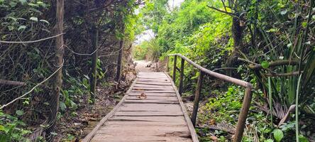 sendero en medio de tropical naturaleza en un playa en Brasil en ubatuba foto