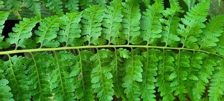 imagen de tropical plátano hoja y otro plantas en medio de naturaleza en el playa foto