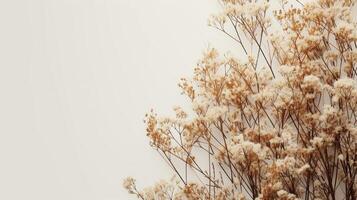 AI generated Dry plants set against neutral backgrounds, creating serene and elegant compositions photo