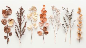 AI generated Dry plants set against neutral backgrounds, creating serene and elegant compositions photo