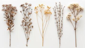 AI generated Dry plants set against neutral backgrounds, creating serene and elegant compositions photo