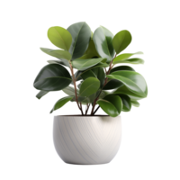 AI generated Ficus tree in the pot isolated on a transparent background. png