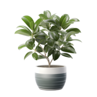 AI generated Ficus tree in the pot isolated on a transparent background. png