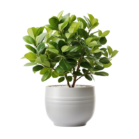 AI generated Ficus tree in the pot isolated on a transparent background. png