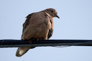 Eared Dove on an electric cable photo