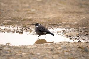 cinclodes bird bathing on a pool of water photo
