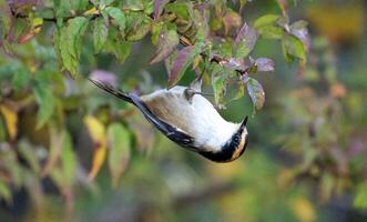 thorn tailed rayadito perched on a tree upside down photo