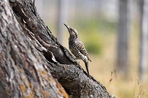 chilean flickering on a tree looking for food photo