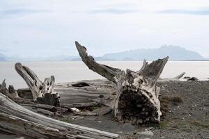 caído árbol bañador en un playa, deforestación foto