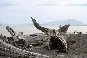 fallen tree trunks on a beach, deforestation photo