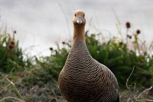 female ashy headed goose watching the nest photo