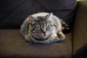 enojado gato en un sofá mirando a el cámara foto