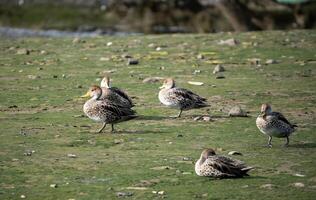 group of ducks walking on the field photo