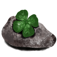 queen clover leaves and rock in nature. png