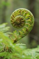 AI generated A lush green fern unfolding its intricate fronds photo