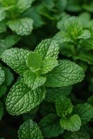 ai generado un parche de fragante menta hojas, ideal para refrescante herbario tés foto