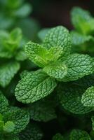 AI generated A patch of fragrant mint leaves, ideal for refreshing herbal teas photo