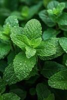 ai generado un parche de fragante menta hojas, ideal para refrescante herbario tés foto