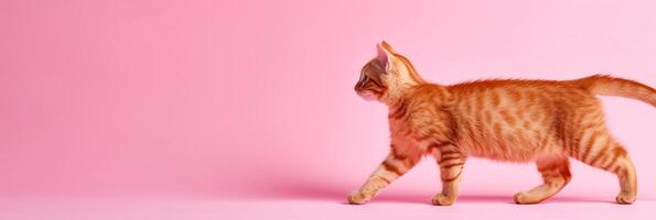 ai generado un jengibre naranja gato es caminando en un ligero rosado antecedentes foto