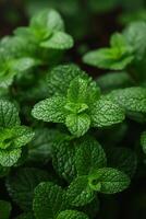 AI generated A patch of fragrant mint leaves, ideal for refreshing herbal teas photo