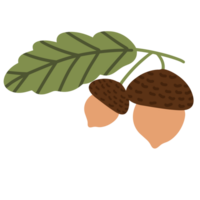 Autumn nut illustration png