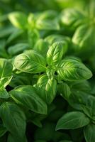 AI generated Bushy basil plants exuding a delightful aroma, perfect for fresh pesto photo