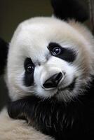 AI generated A close-up reveals the captivating gaze of a panda, highlighting its dark eye patches photo