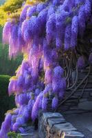 ai generado cascada glicina floraciones creando un tono lila cortina de natural belleza foto