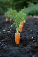 AI generated Carrot tops peeking out of the soil, hinting at the hidden treasures below photo