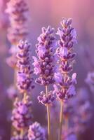 AI generated Delicate lavender blossoms swaying gracefully in the gentle summer breeze photo