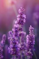 AI generated Delicate lavender blossoms swaying gracefully in the gentle summer breeze photo