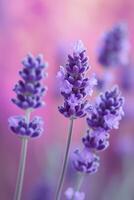 AI generated Delicate lavender blossoms swaying gracefully in the gentle summer breeze photo