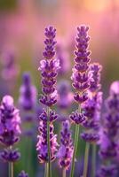 AI generated Delicate lavender blossoms swaying gracefully in the gentle summer breeze photo