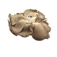 bortolane mushrooms bortolane mushrooms png