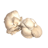 clear cultivated mushroom png