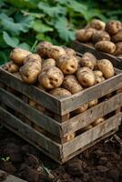 AI generated Rustic wooden crates filled with freshly harvested potatoes photo