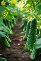 AI generated Rows of emerald-green cucumber plants reaching out with delicate tendrils photo