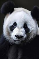 AI generated A close-up reveals the captivating gaze of a panda, highlighting its dark eye patches photo