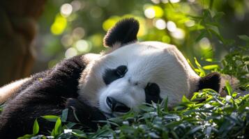 ai generado un adulto panda pacíficamente duerme, acunado por de la naturaleza tranquilidad. foto