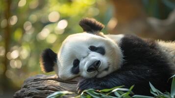 ai generado un adulto panda pacíficamente duerme, acunado por de la naturaleza tranquilidad. foto