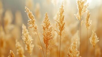 AI generated Natural Minimalist Background with dry grass photo